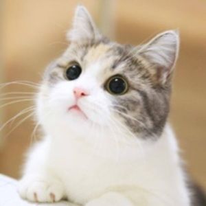 Meet your Posher, Syerra